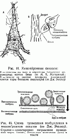 § 2. Физиологические показатели функционального состояния нейрона