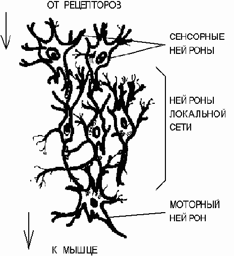 Нейронные сети.